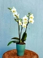 April Small Orchid