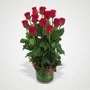 39500 12 Red Roses In Vase