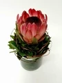 Protea Queen