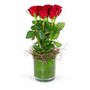 Red Roses 6 In A Glass Vase