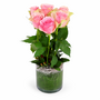 Pink Roses 6 In A Vase