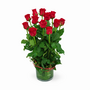 Red Roses 12 In A Vase