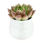 Succulent In Ceramic Pot
