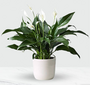 Peace Lily