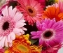 Mixed Gerbera Bunch