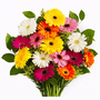 Gerbera Bunch