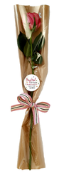 Single Pink Rose
