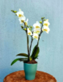 Tn112x11205adaa2c 7756 4119 A663 32e887e24cd8orchid In Ceramic Vase