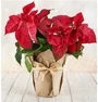 Poinsettia Plant