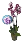 Get Well Soon Orchid And Balloon
