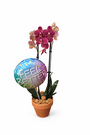Orchid And Balloon