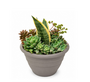 Succulent